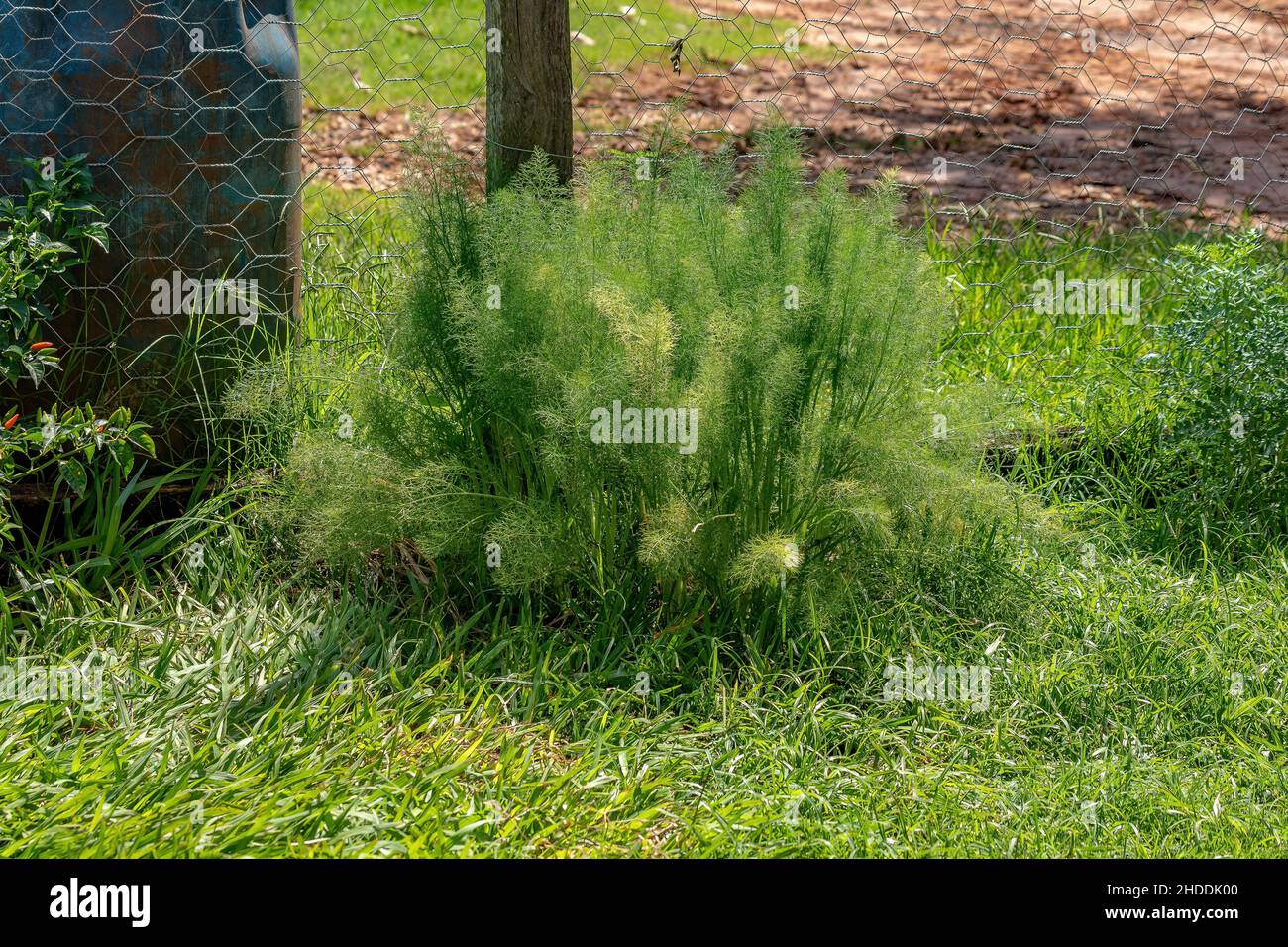 Petite plante anis de l'espèce Pimpinella anisum Banque D'Images
