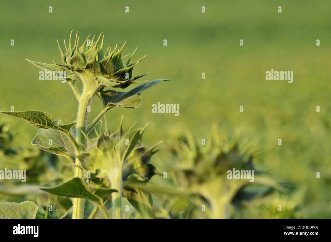 Terres agricoles de tournesol Banque D'Images