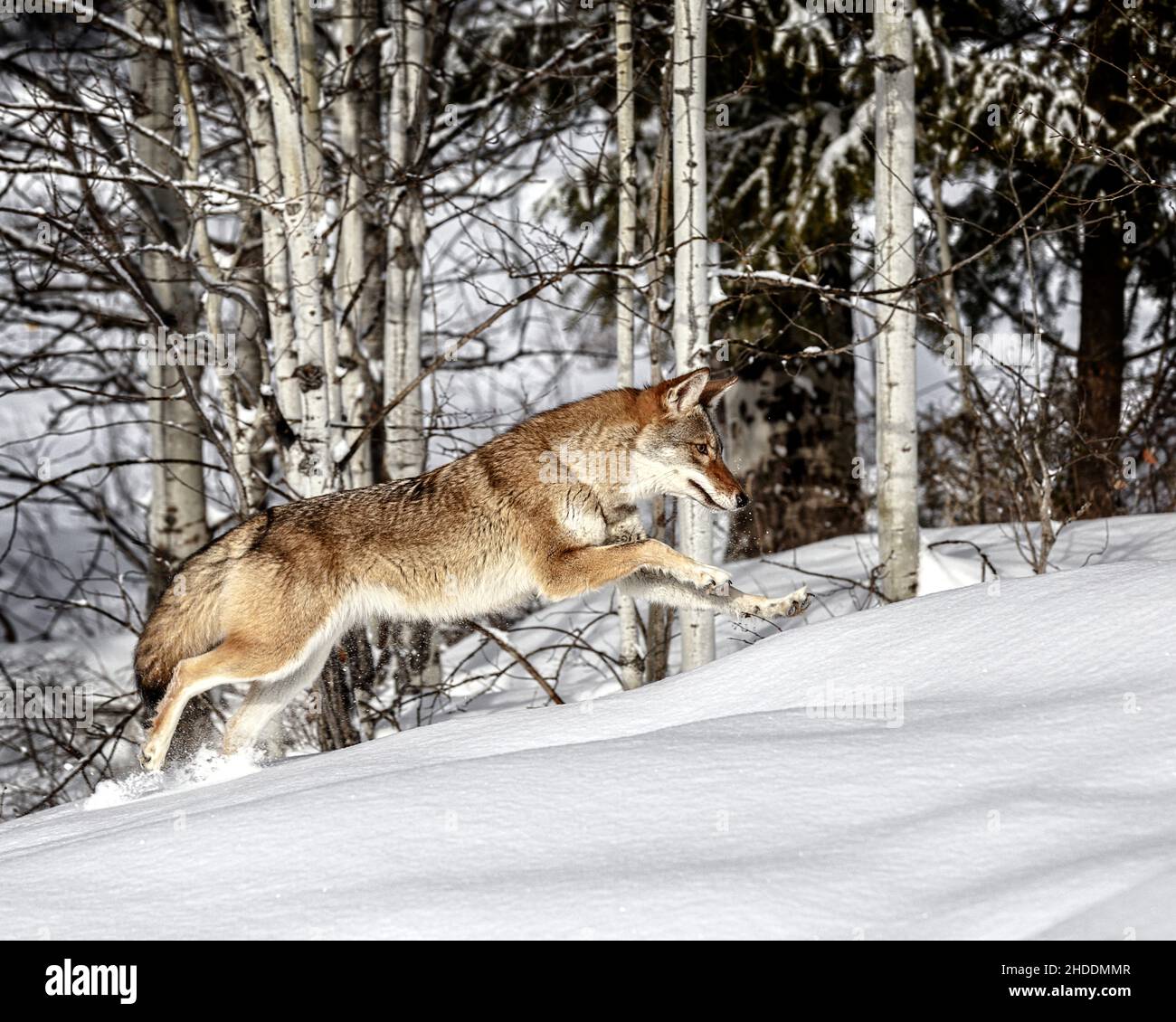 Chasseur canin Banque D'Images