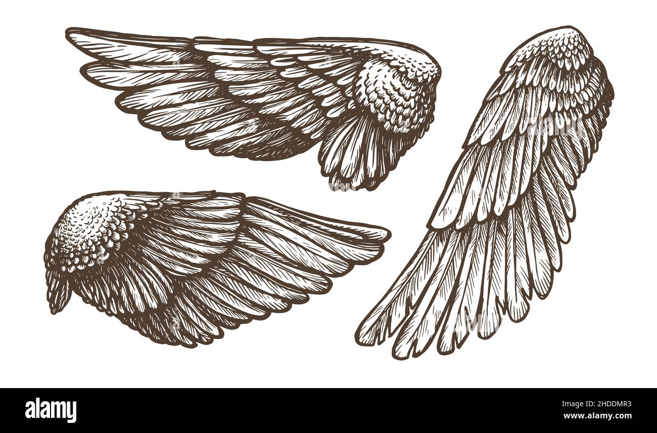 Les ailes définissent l'esquisse.Ailes d'oiseau ou d'ange dessinées à la main, collection de contours d'illustration vectorielle Illustration de Vecteur