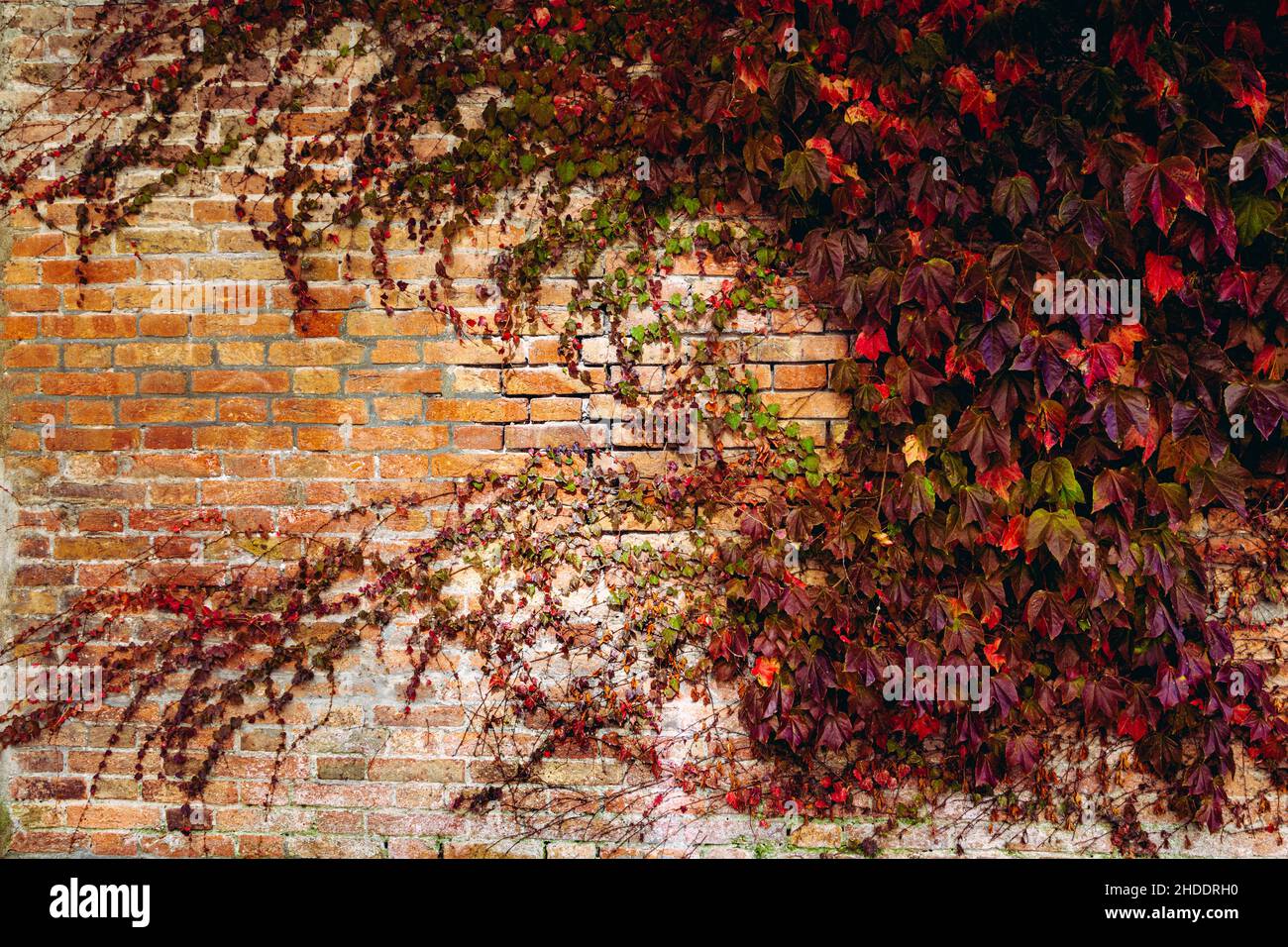 Automne, rouge automne couleur (coloré) vignes sur un mur de briques Banque D'Images