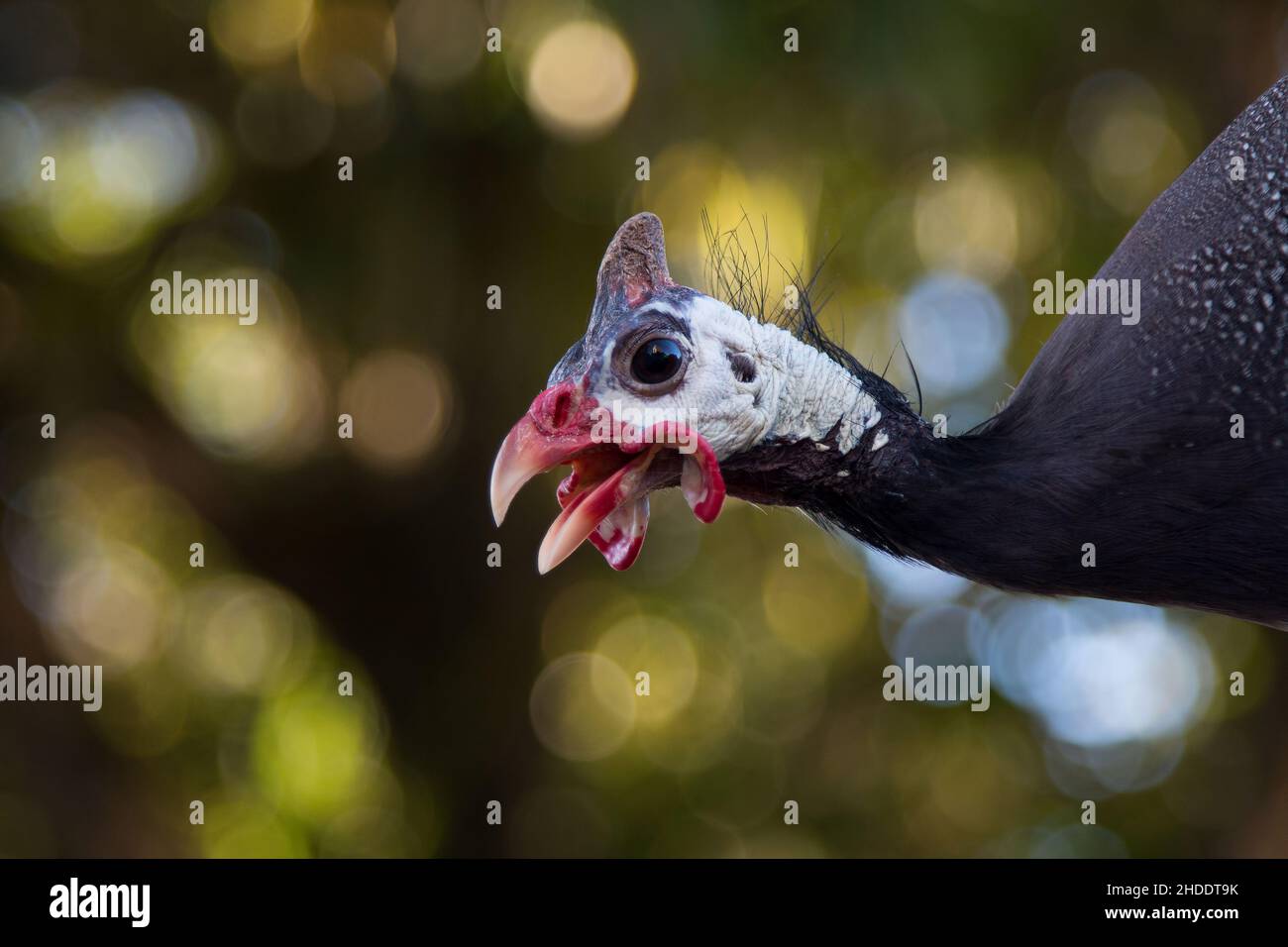 pintades isolées avec un arrière-plan flou. Banque D'Images