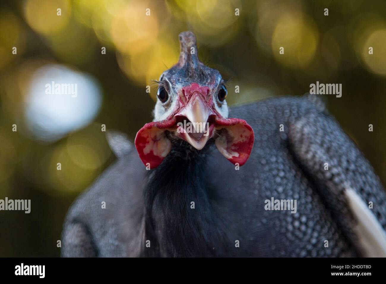 pintades isolées avec un arrière-plan flou. Banque D'Images