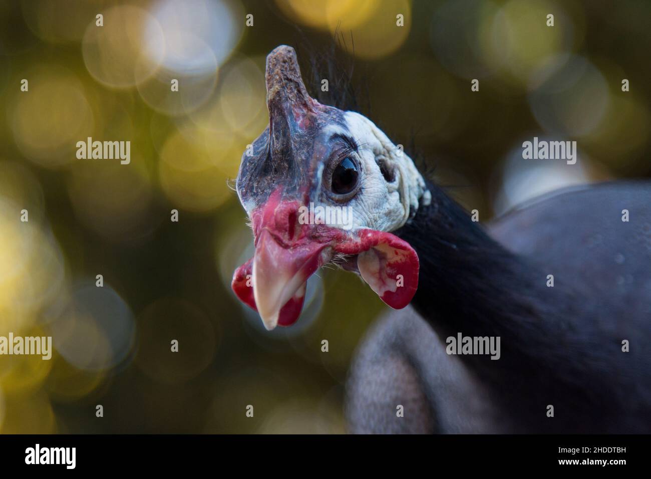 pintades isolées avec un arrière-plan flou. Banque D'Images