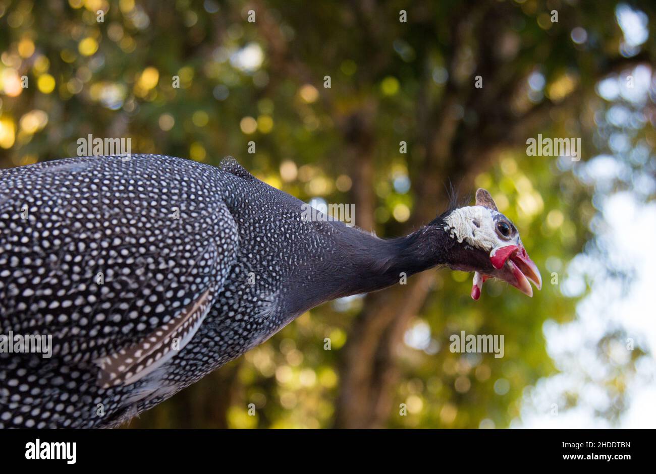 pintades isolées avec un arrière-plan flou. Banque D'Images