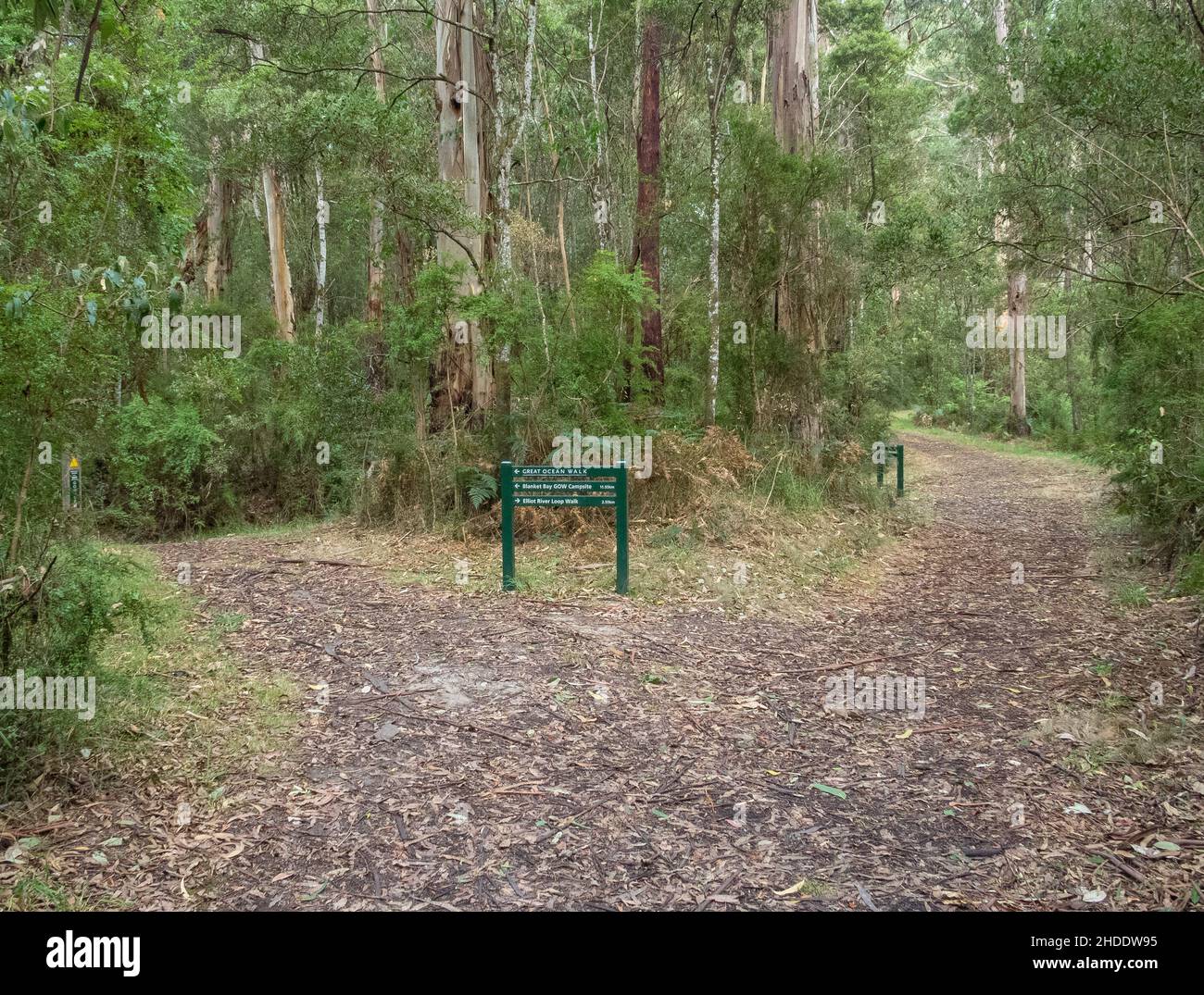 Fourche dans le chemin sur la Great Ocean Walk à proximité du terrain de camping Elliot Ridge - Elliot Ridge, Victoria, Australie Banque D'Images