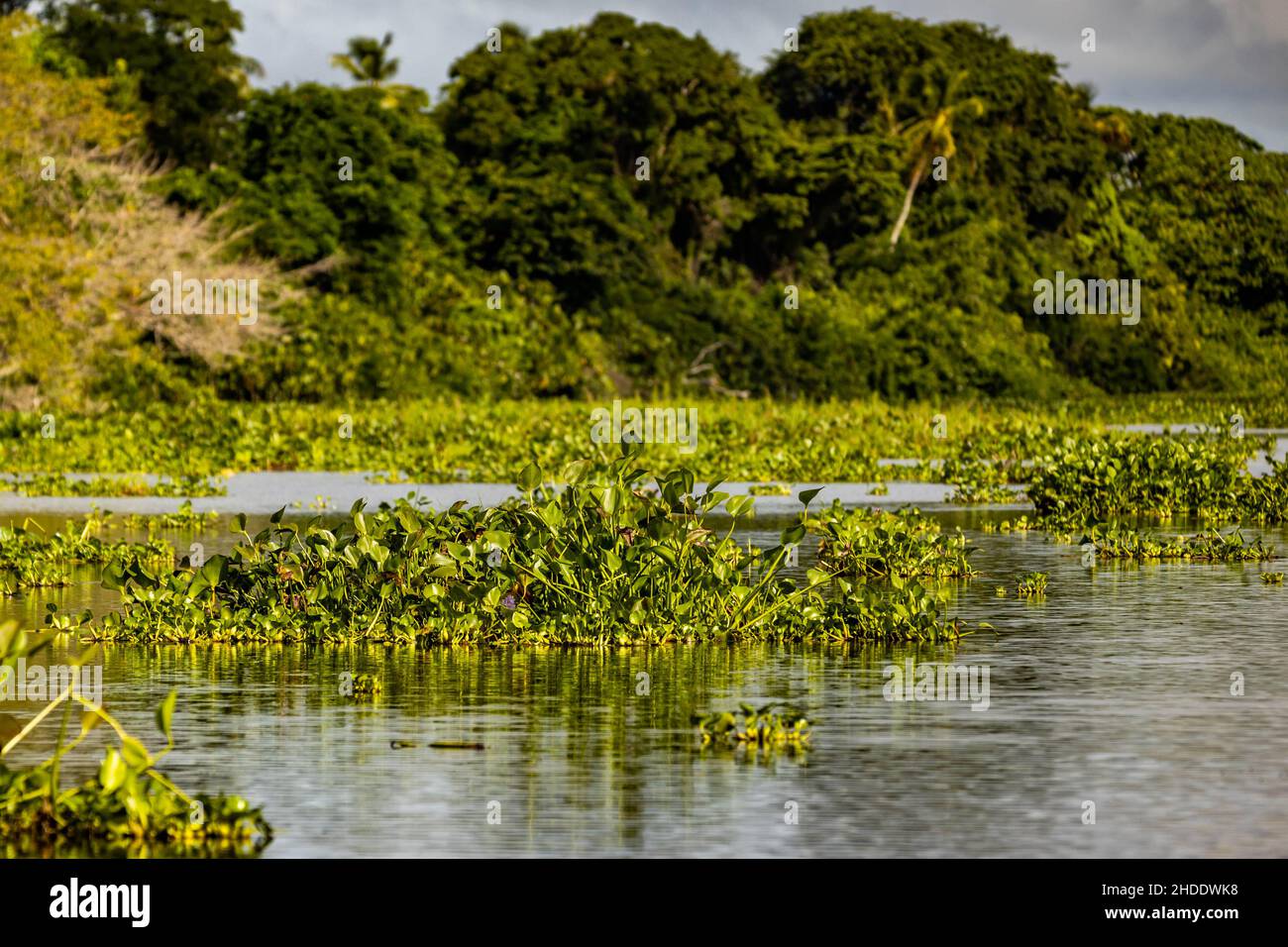 Plantes flottantes pittoresques sur la rivière Orinoco au Venezuela à la journée Banque D'Images