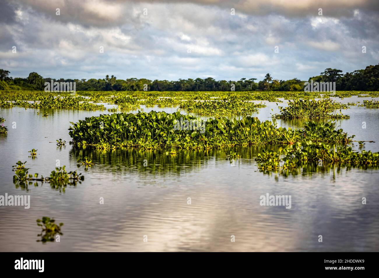 Plantes flottantes pittoresques sur la rivière Orinoco au Venezuela à la journée Banque D'Images