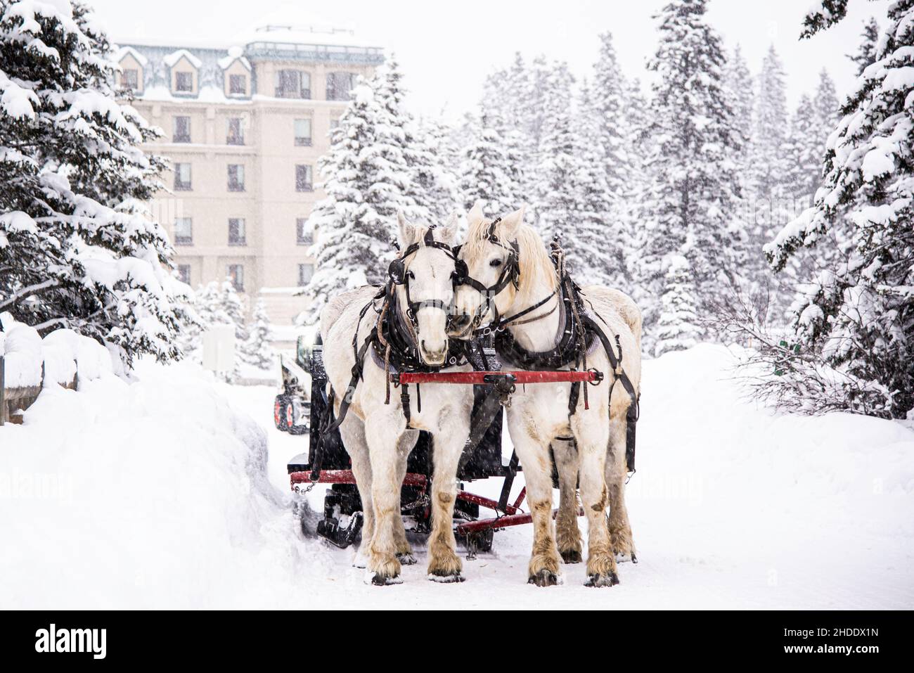 Lake Louise, Canada - décembre 22 2021 : chevaux de calèche tournant sur le lac Louise gelé Banque D'Images