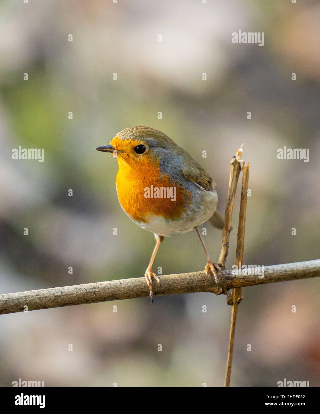 Un cliché peu profond d'un oiseau robin européen assis sur une branche un jour ensoleillé Banque D'Images