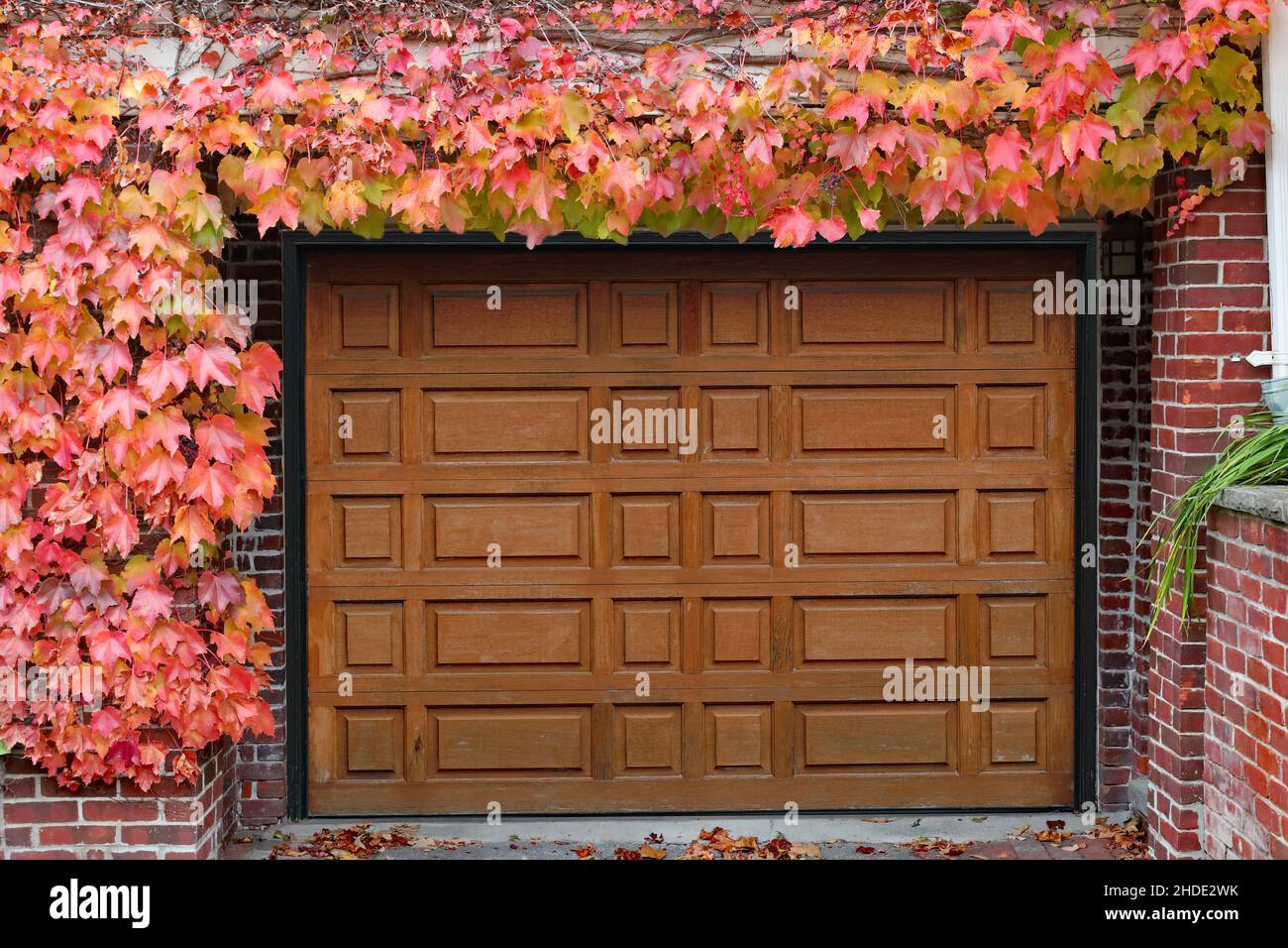 Porte de garage en bois de grain entourée de lierre dans des couleurs d'automne brillantes Banque D'Images