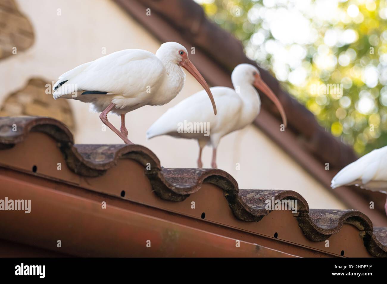 Ibises blanches américaines (Eudocimus albus) sur un toit en tuiles de tonneau à Jacksonville, Floride.(ÉTATS-UNIS) Banque D'Images