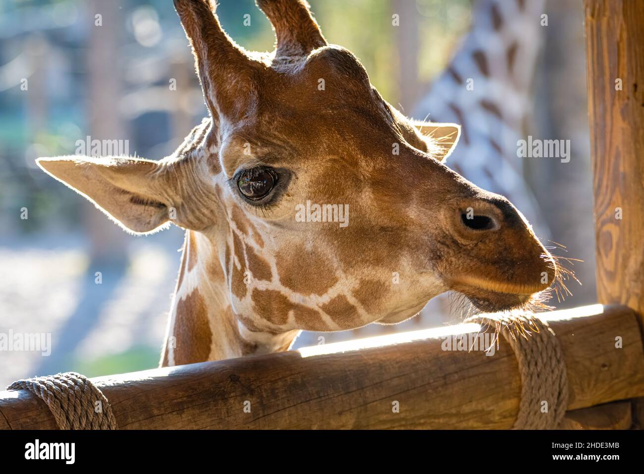 Girafe réticulée (Giraffa camelopardalis reticulata) dans le circuit Africa Loop au zoo et jardins de Jacksonville, en Floride.(ÉTATS-UNIS) Banque D'Images Girafe réticulée (Giraffa camelopardalis reticulata) dans le circuit Africa Loop au zoo et jardins de Jacksonville, en Floride.(ÉTATS-UNIS) Banque D'Images