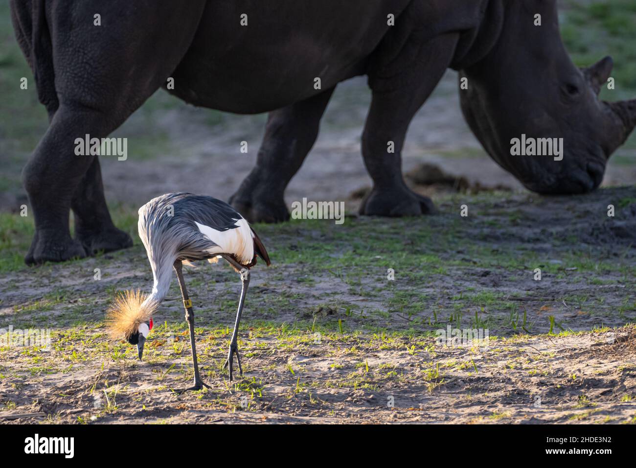 Grue à couronne grise (Balearia regulorum gibbericeps) et rhinocéros blancs du Sud (Ceratotherium simum simum) au zoo de Jacksonville en Floride.(ÉTATS-UNIS) Banque D'Images Grue à couronne grise (Balearia regulorum gibbericeps) et rhinocéros blancs du Sud (Ceratotherium simum simum) au zoo de Jacksonville en Floride.(ÉTATS-UNIS) Banque D'Images