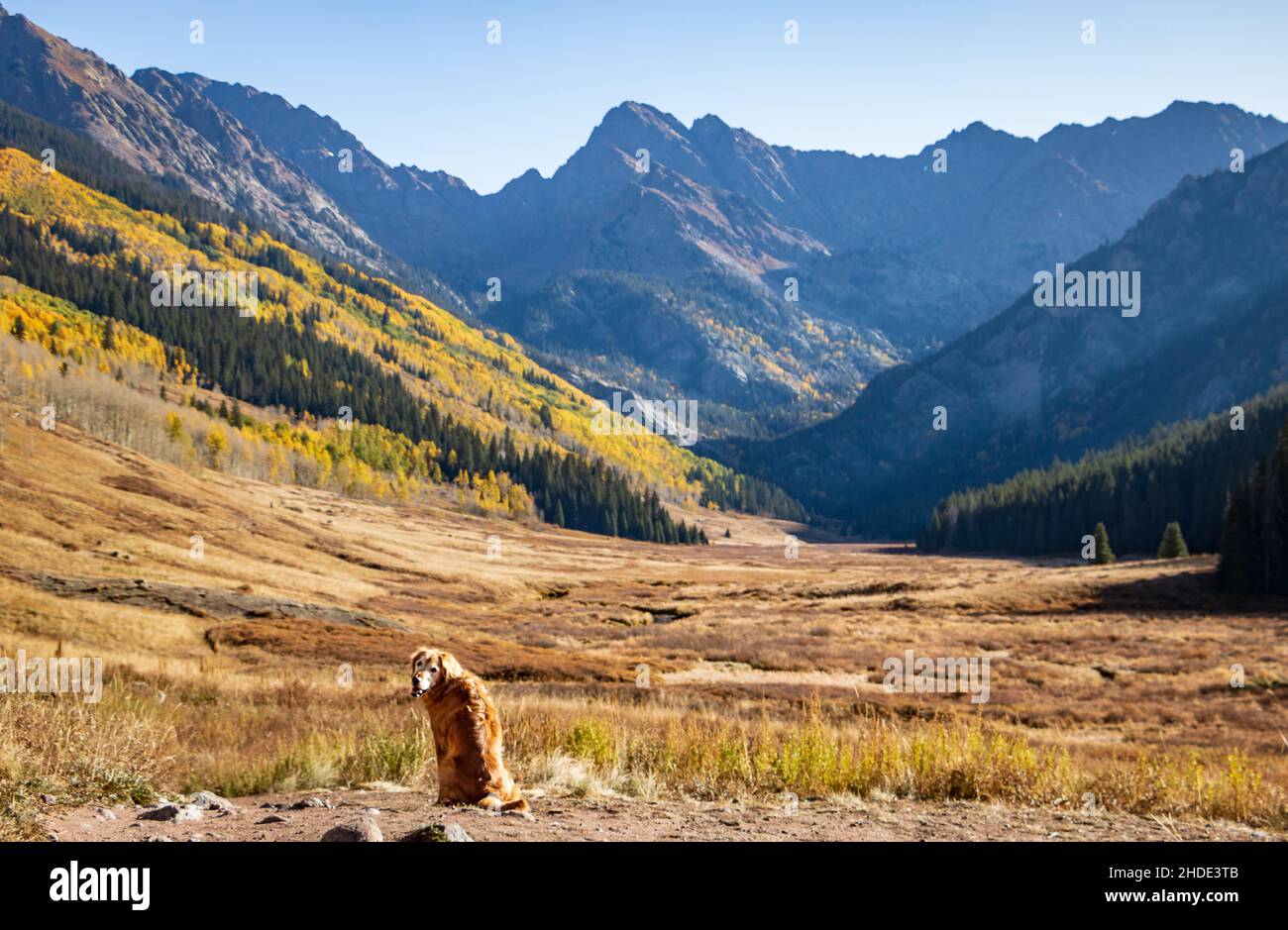 Chien Golden Retriever qui prend une vue pittoresque dans les montagnes rocheuses du Colorado lors d'une journée d'automne ensoleillée et chaude aux couleurs changeantes de la saison, États-Unis Banque D'Images