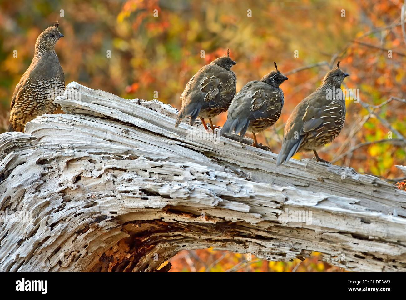 Mère Quail 'Callipepla californica', avec ses poussins perchés sur une bûche de bois flotté sur la rive de l'île de Vancouver, en Colombie-Britannique, au Canada Banque D'Images
