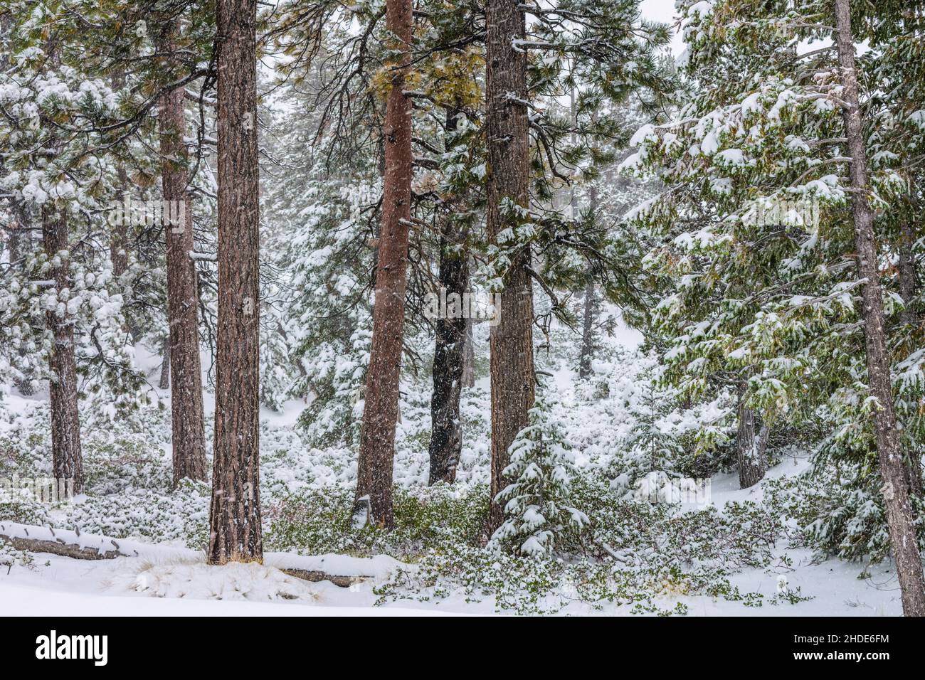 Image prise lors d'une tempête de neige dans le sud de l'Utah.Chute de neige et couverture des arbres dans la neige. Banque D'Images