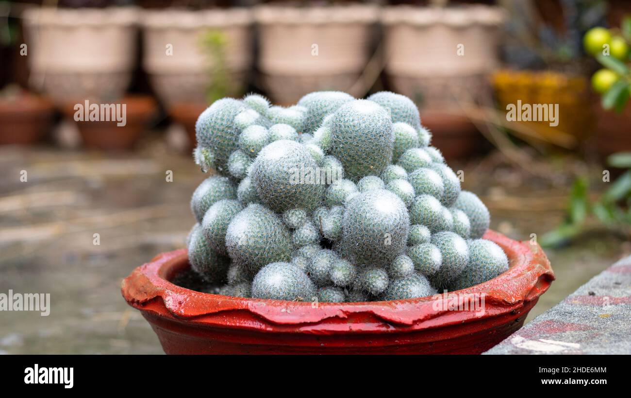 Mammillaria cactus en pot rouge avec arrière-plan flou Banque D'Images