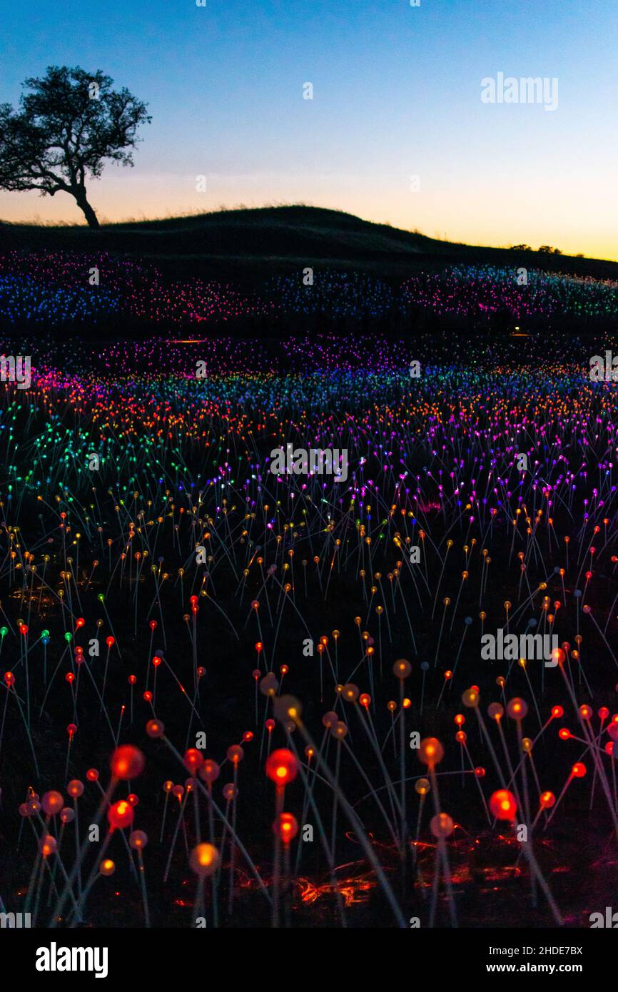 L'événement Field of Lights à Paso Robles Banque D'Images