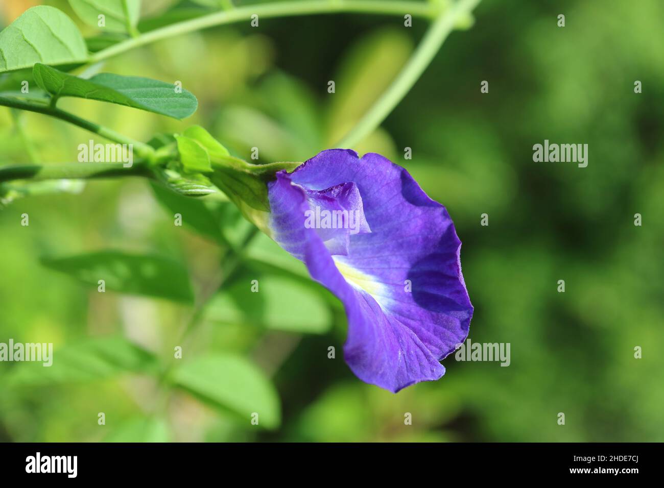 Gros plan d'un magnifique Pea papillon ou d'une fleur d'Aparajita qui s'épanouit sur son arbre Banque D'Images