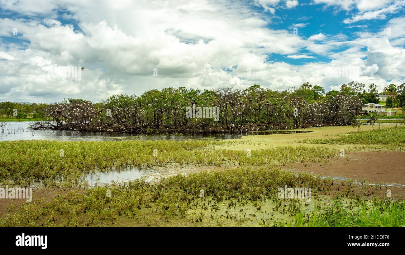 Lieu de nidification pour les oiseaux ibis dans le parc Apex de Gatton, Queensland, Australie Banque D'Images