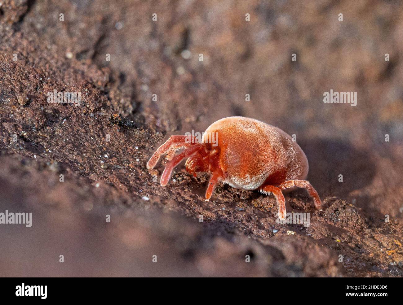 Photo macro peu profonde d'un acarien, Trombidium holosericeum marchant sur un sol de jardin par une journée ensoleillée Banque D'Images