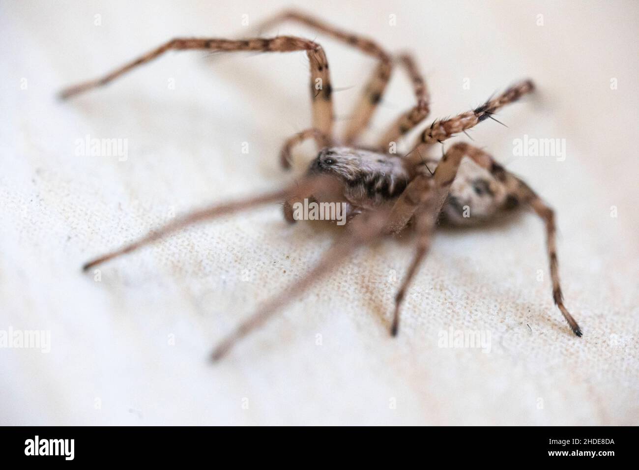 Macro de mise au point peu profonde d'une araignée anyphaena sur un arrière-plan flou Banque D'Images