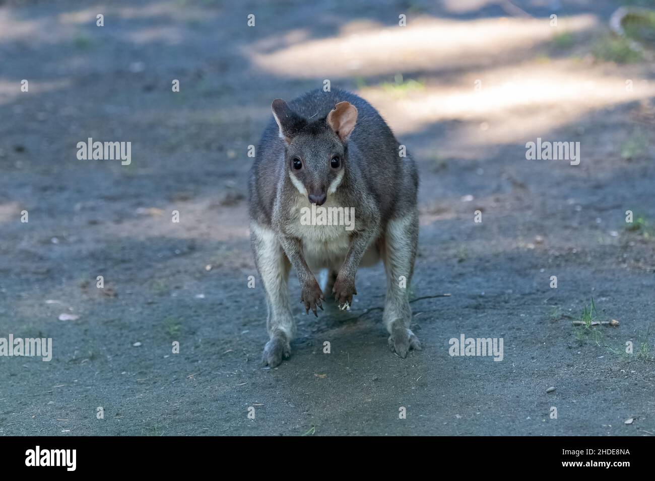 Dusky pademelon, Thylogale brunii, marsupial, portrait Banque D'Images