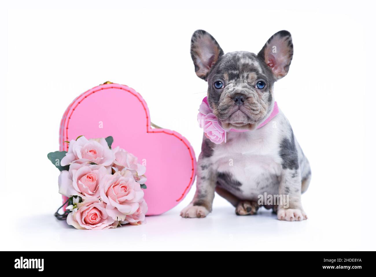 Mignon chien de Bulldog français merle chiot assis à côté de la boîte de coffre de la Saint-Valentin en forme de coeur rose avec des roses sur fond blanc Banque D'Images