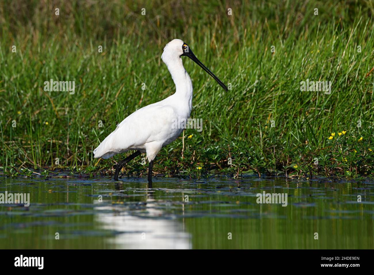 Royal Spoonbill se nourrissant dans un lac, à la lumière du matin.Queensland, Australie. (Platalea regia) Banque D'Images