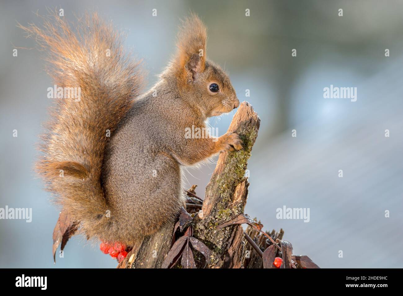 Ecureuil debout profil arbre Banque de photographies et d’images à