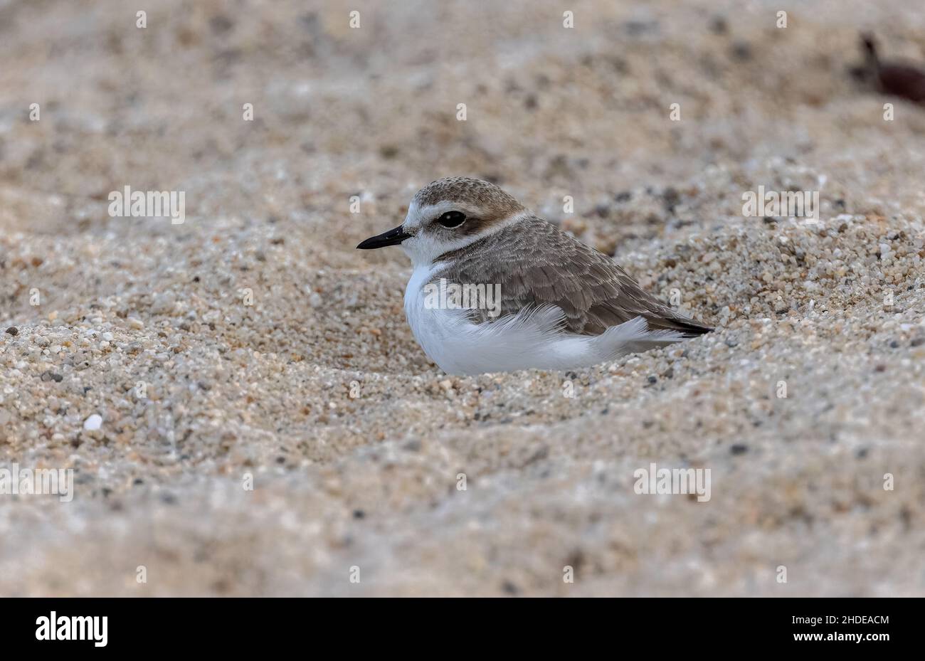 Pluvier neigeux, Charadrius nivosus, côte d'hiver roost de nuit sur la plage de sable, Californie. Banque D'Images