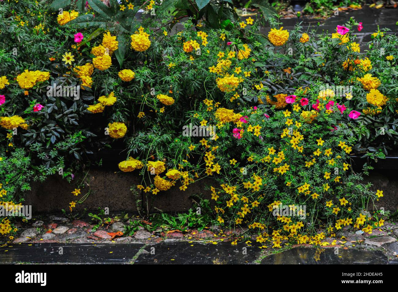 Belle vue sur les fleurs de marigold mexicain sur Wall Street à l'extérieur Banque D'Images