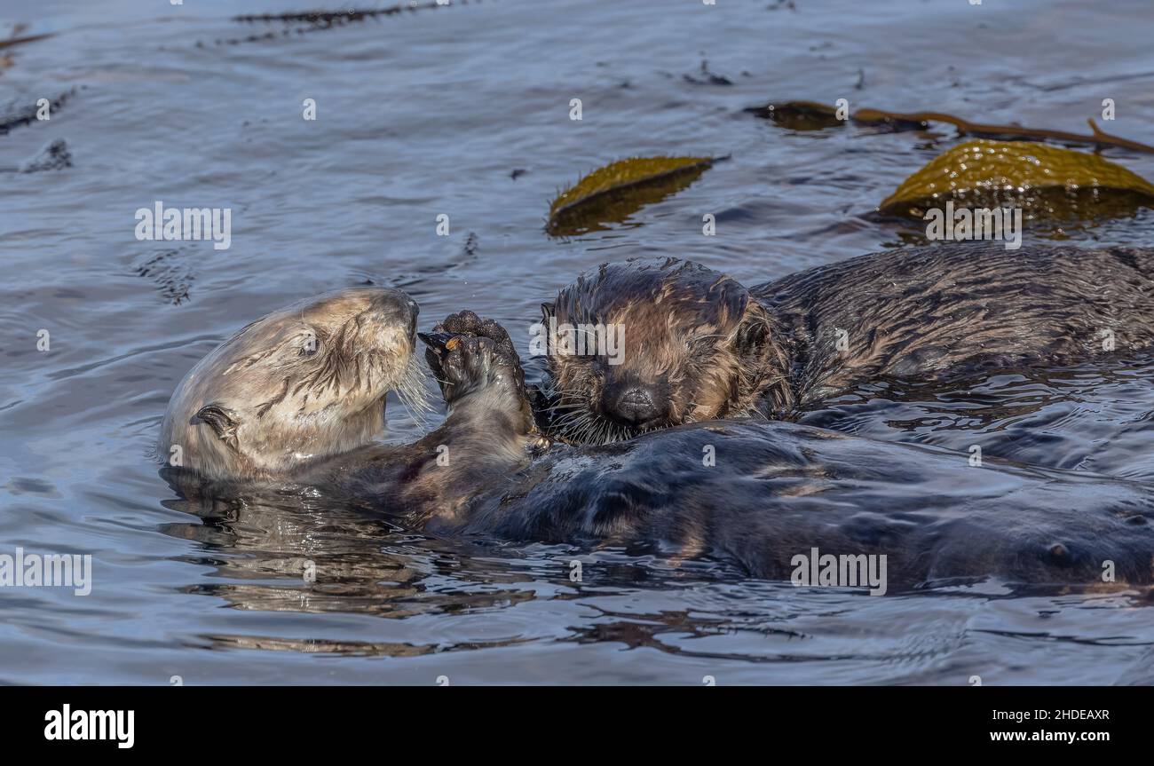 Loutre de mer, Enhydra lutris, mère et fils se nourrissant dans la forêt de varech au large de la côte californienne, Monterey. Banque D'Images