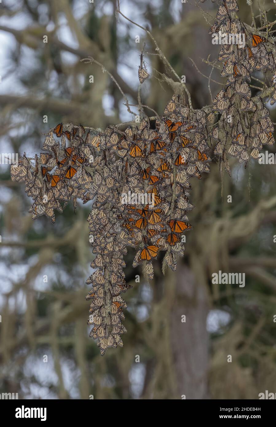 Les tresses du papillon monarque, Danaus plexippus, au site d'hibernation en hiver, en Californie. Banque D'Images Les tresses du papillon monarque, Danaus plexippus, au site d'hibernation en hiver, en Californie. Banque D'Images