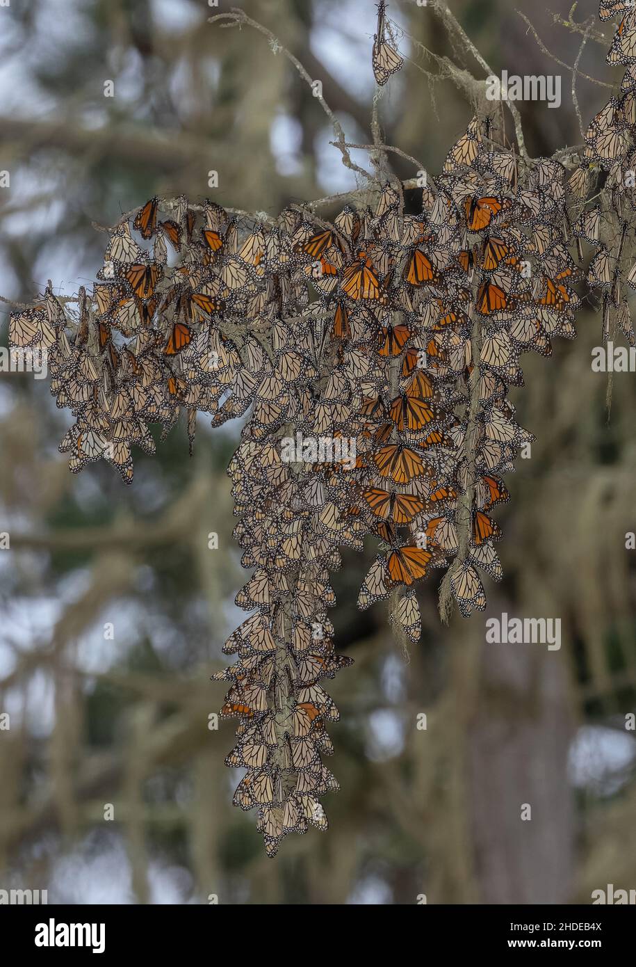Les tresses du papillon monarque, Danaus plexippus, au site d'hibernation en hiver, en Californie. Banque D'Images Les tresses du papillon monarque, Danaus plexippus, au site d'hibernation en hiver, en Californie. Banque D'Images