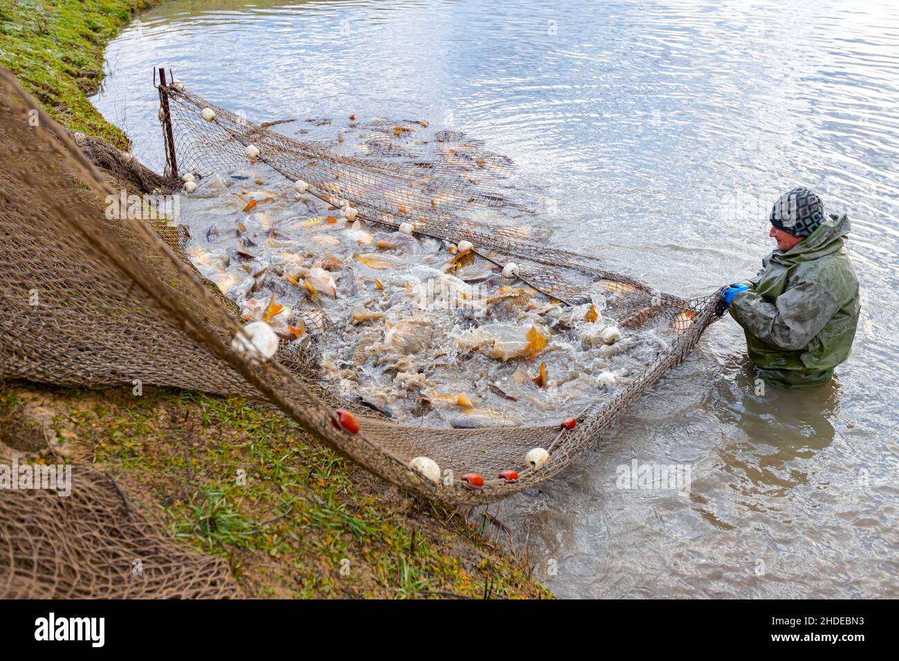 Les pêcheurs portent des combinaisons imperméables dans l'étang à poissons  il tire le filet de pêche plein de poisson de merde, récolte à la ferme à  poissons Photo Stock - Alamy