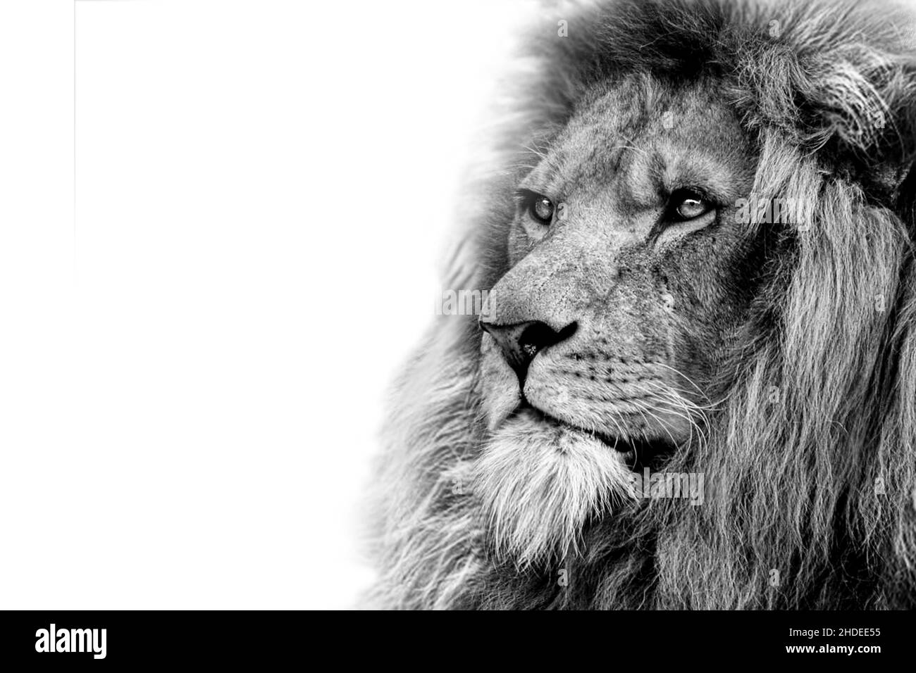 Lion africain mâle animal sauvage isolé Banque D'Images