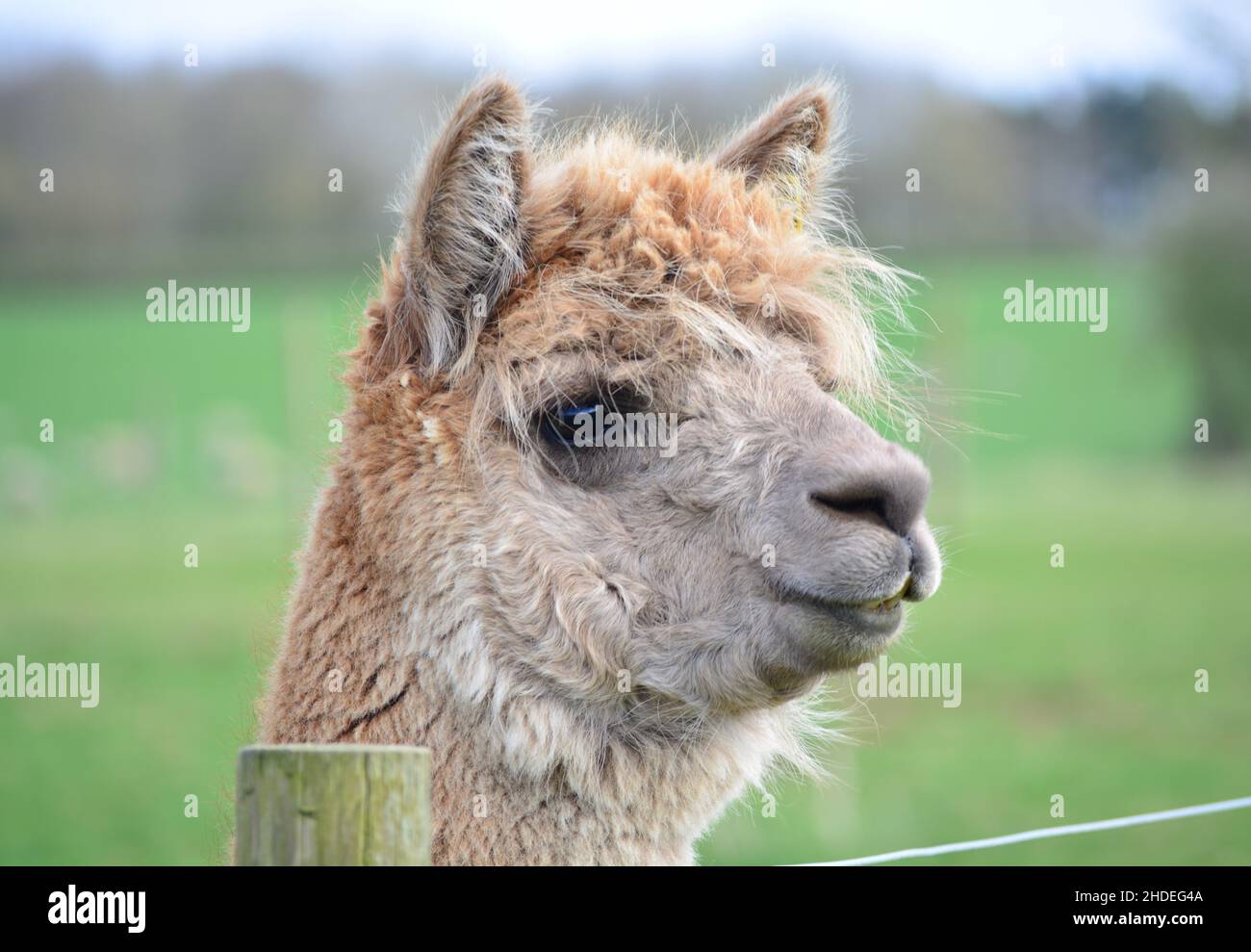 Alpaca s'amusant par la clôture. Banque D'Images