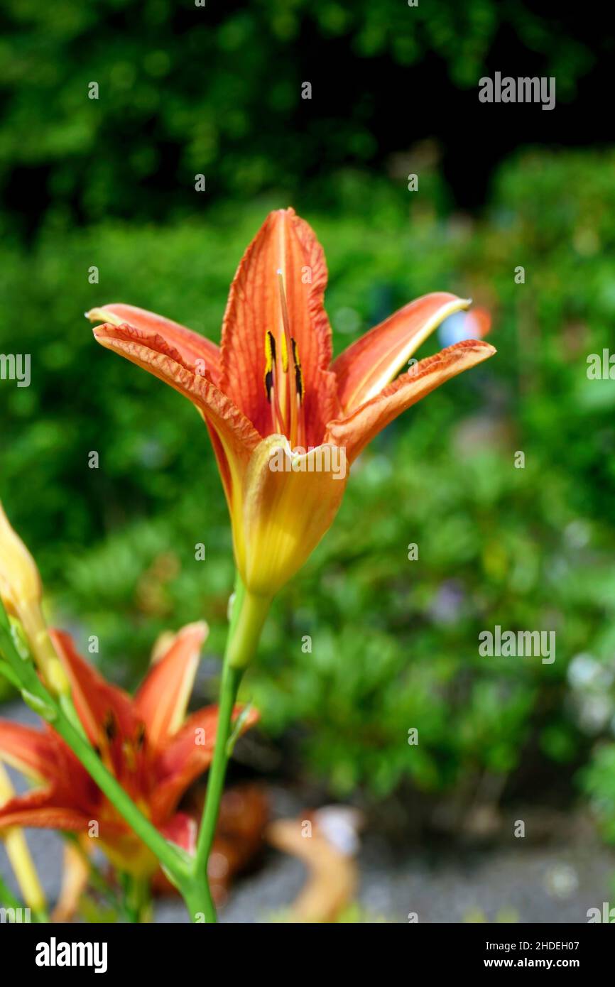 Lilium bulbiferum, nénuphars, nénuphar. Banque D'Images