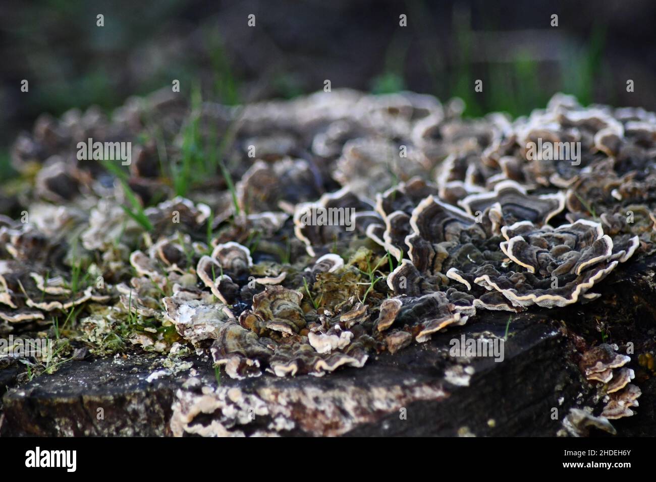 Champignons en forme de rose, en forme de fleur avec bords blancs, queue de dinde, Trametes versicolor support champignon poussant sur une vieille souche d'arbre Banque D'Images