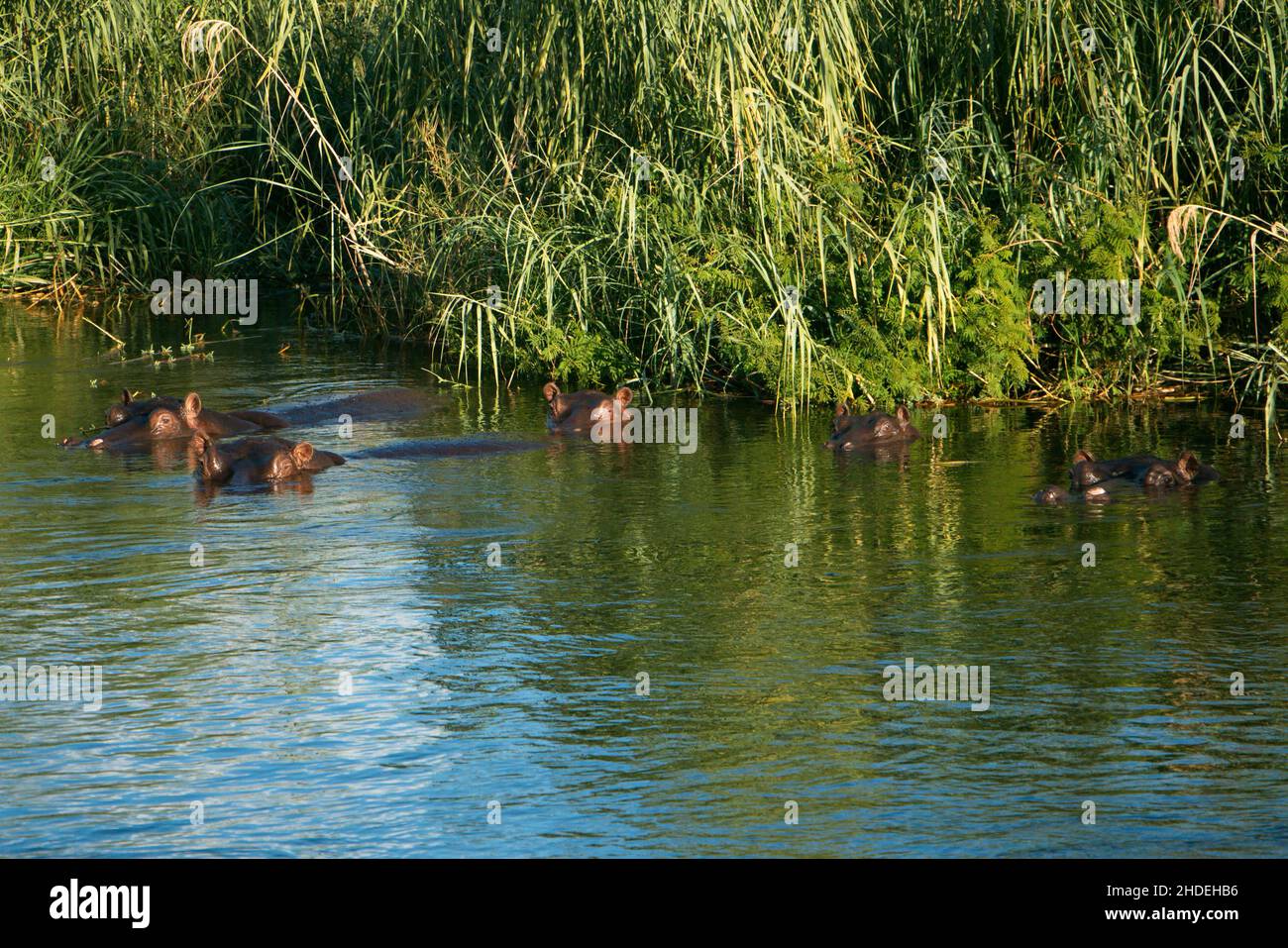 Hippos dans la rivière Okawango en Namibie en Afrique Banque D'Images