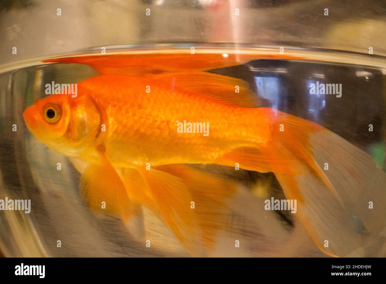 Poissons rouges nageant dans un réservoir de poissons dans