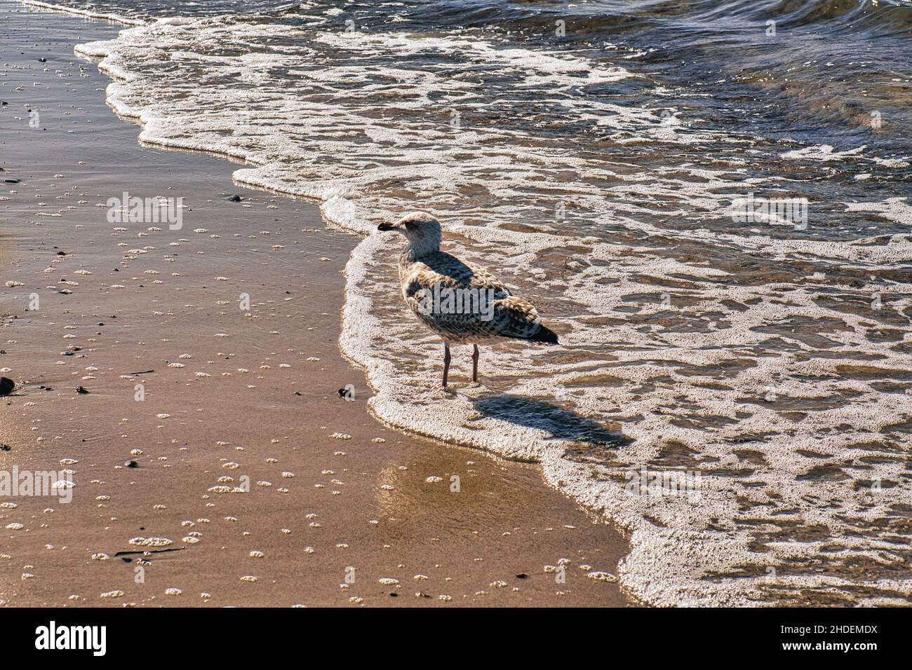 Mouette sur la plage de sable de zingst. Gros plan de l'oiseau Banque D'Images