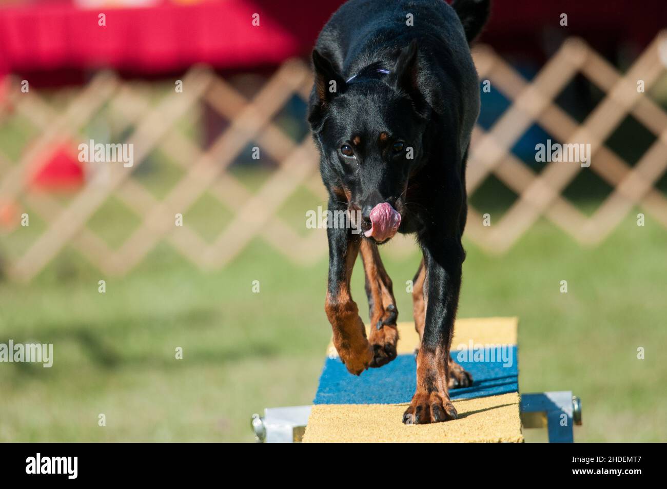 Beauceron aime leurs lèvres lorsqu'ils traversent la marche des chiens Banque D'Images