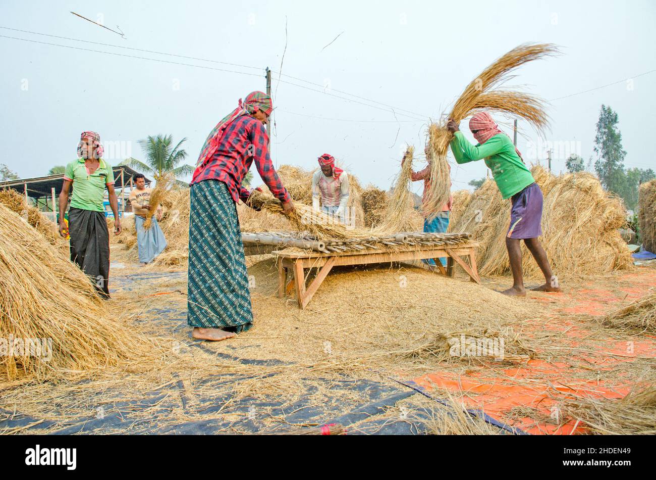 La méthode de battage du paddy illustrée sur cette photo est laborieuse et ancienne.Cette méthode de battage du riz nécessite beaucoup plus de personnes et prend plus de temps Banque D'Images