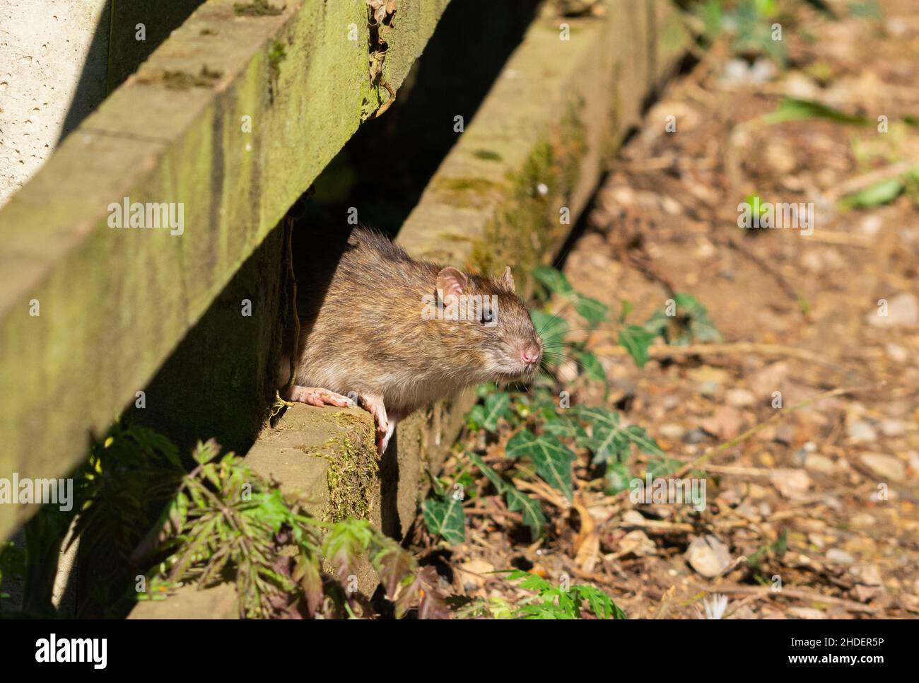Rat sauvage en dehors de la clôture Banque D'Images