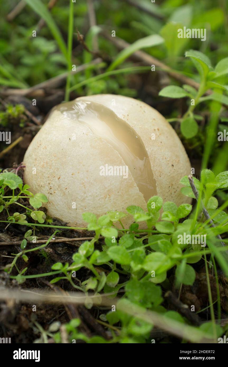 Phalus impudicus immature ou stinkhorn commun.Spécimen poussant entre les plantes de Gum rockrose.Estrémadure, Espagne Banque D'Images