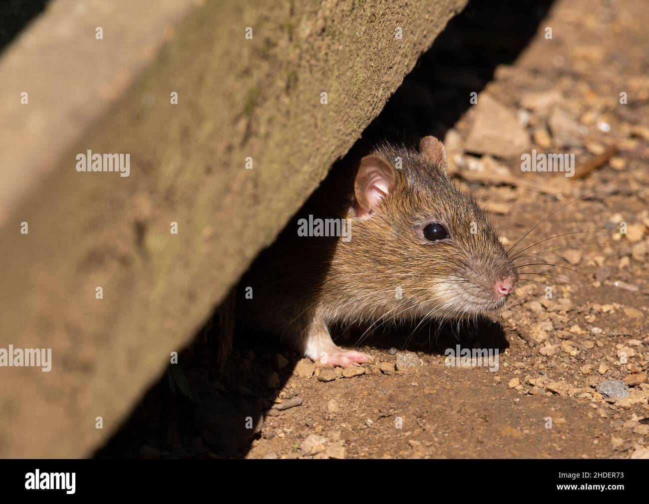 Tête de rat sauvage dans le parc Banque D'Images