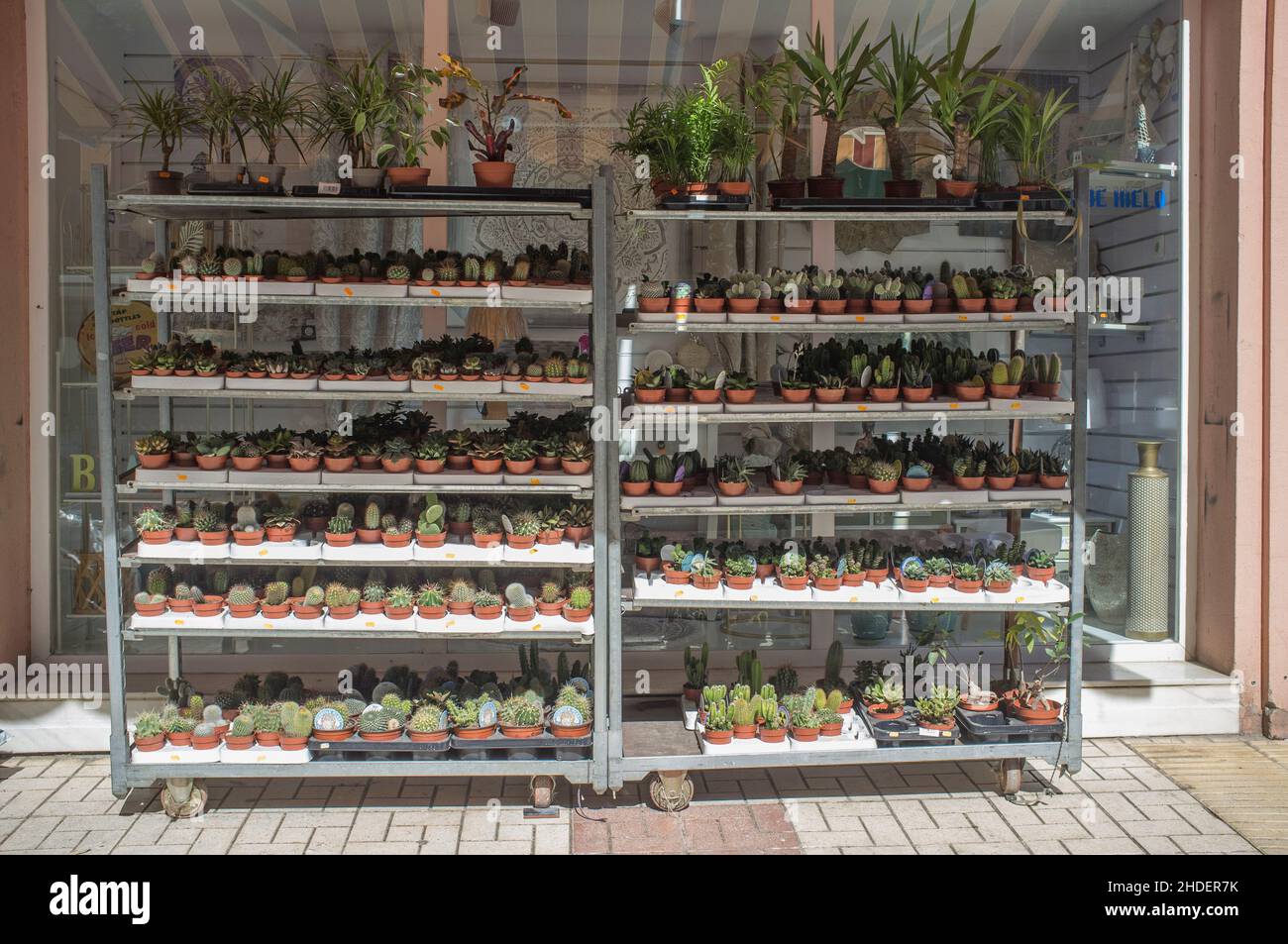 Pots succulents et cactus à vendre exposés en plein air floristry.Pots affichés sur les étagères Banque D'Images